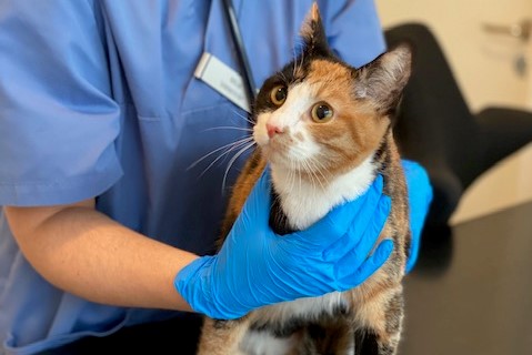 Katt som blir behandlad på djurklinik